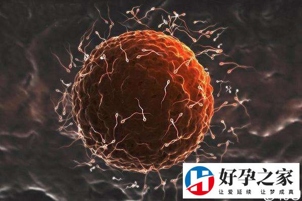 精子和卵子结合才能孕育生命