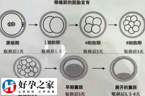 三代试管婴儿PGT能避免异常胚胎