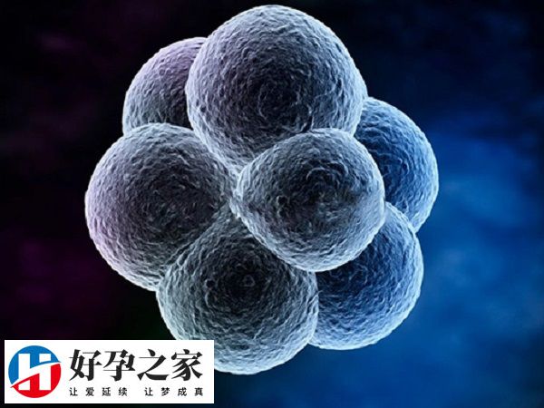 冻胚是3天或者是5-6天的胚胎