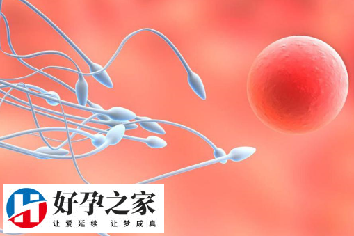 男性可以通过饮食来调理精子生男孩