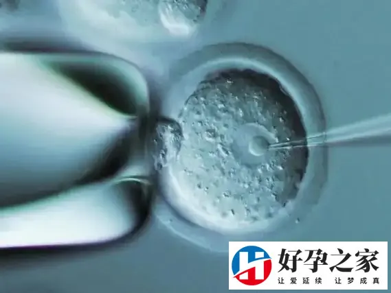 冻胚移植哪种方案成功率高分析，孰优孰劣看完自然明了