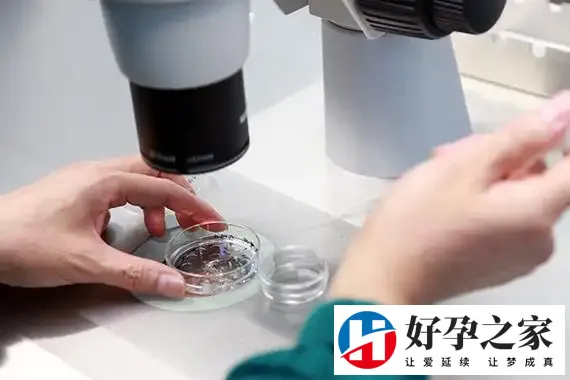 冻胚移植哪种方案成功率高分析，孰优孰劣看完自然明了