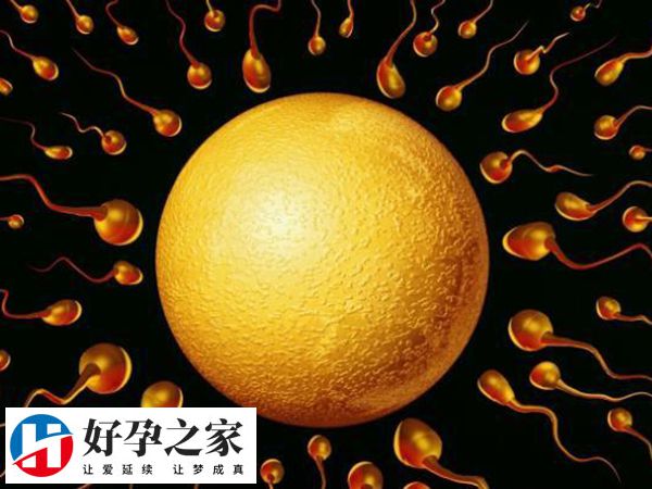 a卵b怀其实就是供卵自怀的其中一种