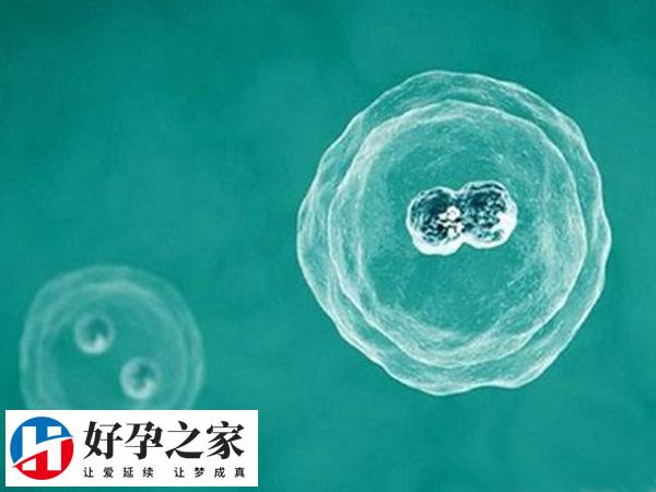 胚胎移植时间需要考虑中药类型