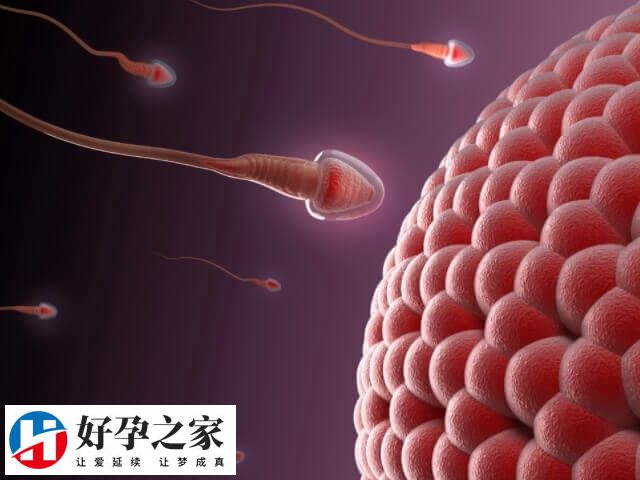 卵子和精子排斥属于免疫不孕