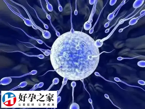 试管移植胚胎一种较为常见的人工受孕方式