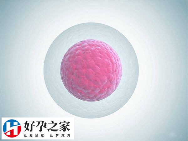 备孕前要监测卵泡