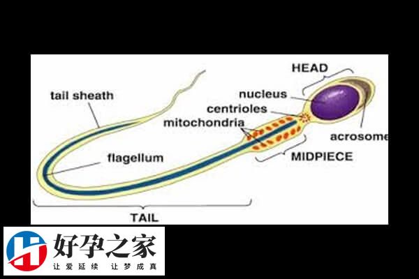 DNAH17基因又叫纤毛动力蛋白17基因