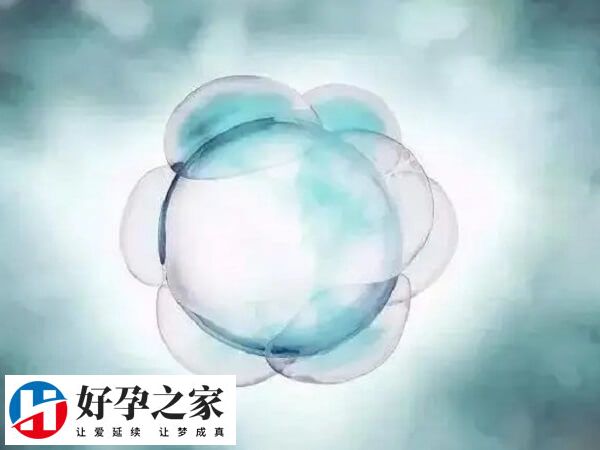 一卵多精的胚胎通常存在发育潜能低