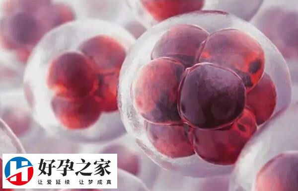 鲜胚811移植成功率约60%