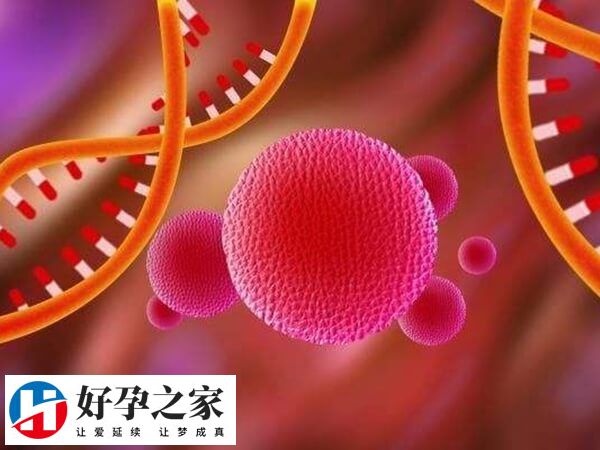 第五天就培养成囊胚说明胚胎发育潜能好