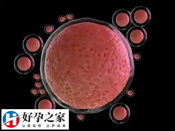 6个窦卵泡一般能促排6个卵子