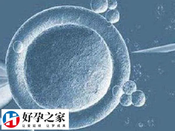 冷冻囊胚的成功率要高于新鲜囊胚