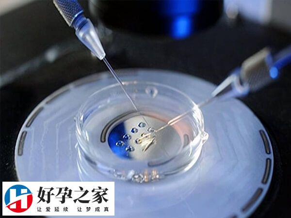 试管方案和试管移植的过程是不一样的