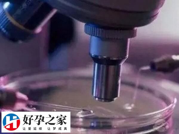 胎停育是指女性子宫中的胚胎发育到一个阶段